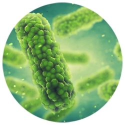 Bacteria